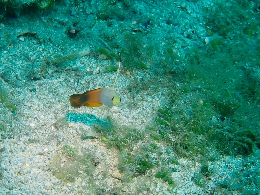 Miniatura: Nemateleotris (Nemateleotris spp.)