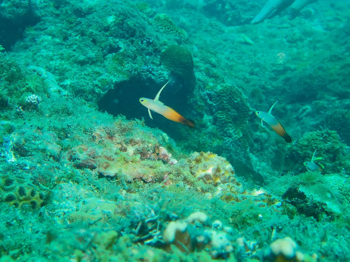 Miniatura: Nemateleotris (Nemateleotris spp.)