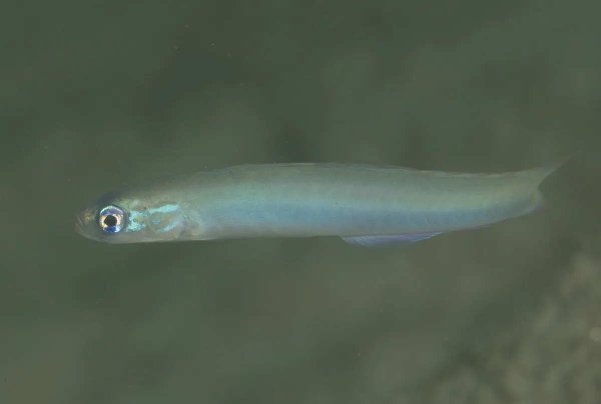 Ptereleotris (Ptereleotris spp.)