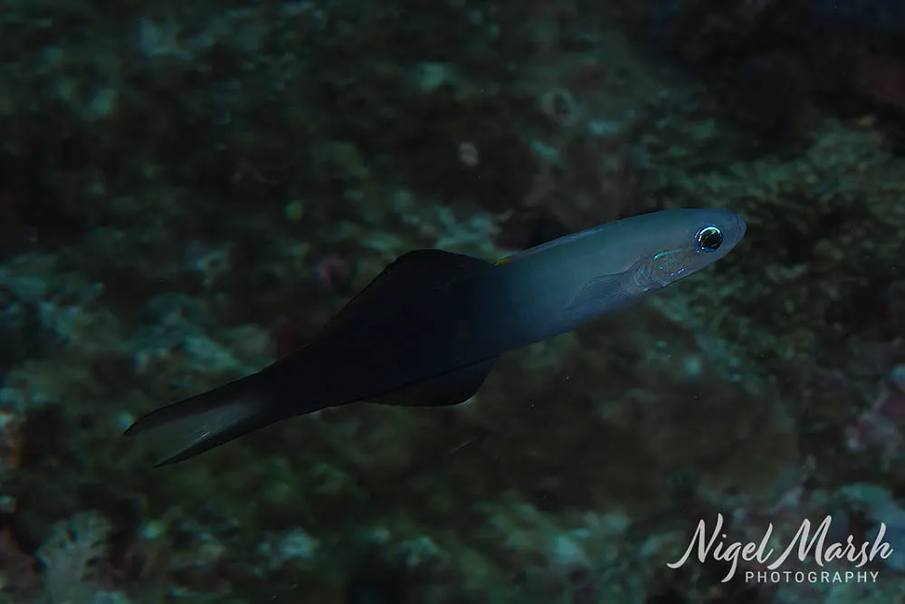 Miniatura: Ptereleotris (Ptereleotris spp.)