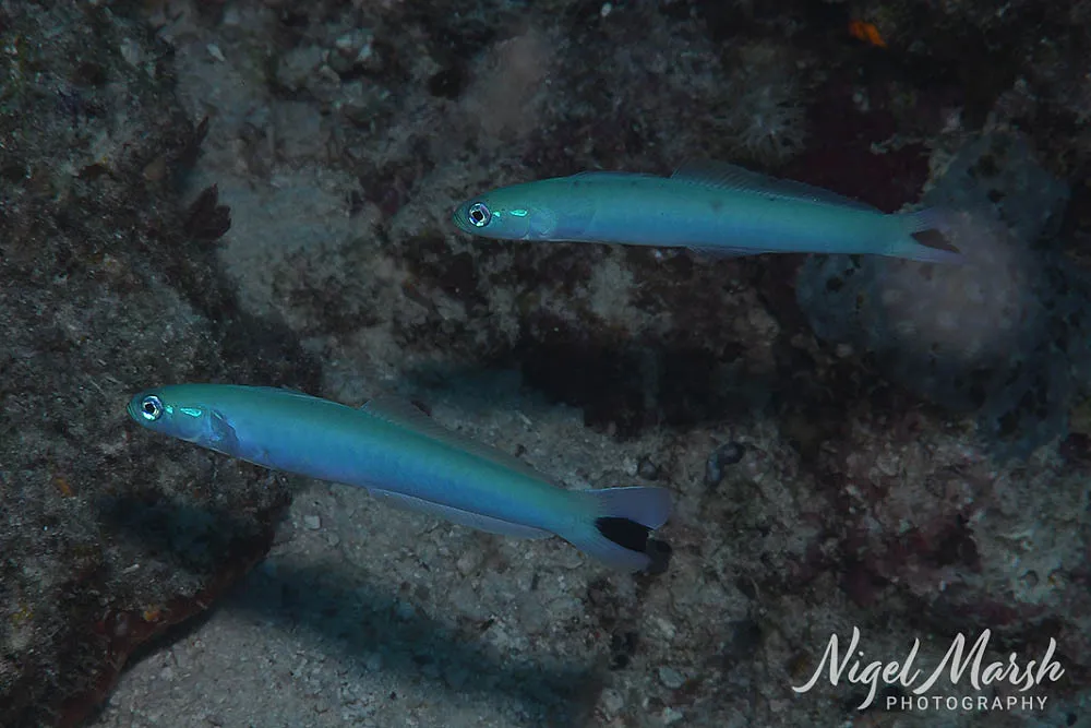 Miniatura: Ptereleotris (Ptereleotris spp.)