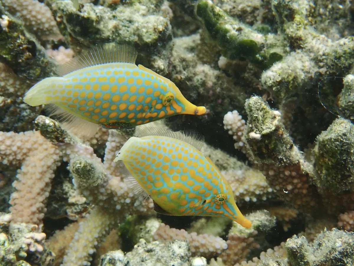 Monacantidi (Pesci lima)