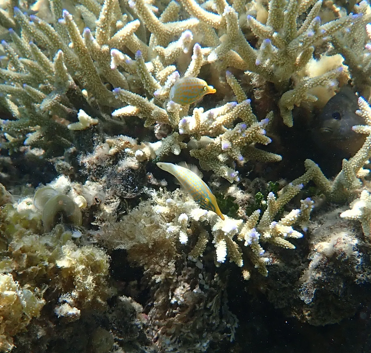 Miniatura: Oxymonacanthus (Oxymonacanthus longirostris)