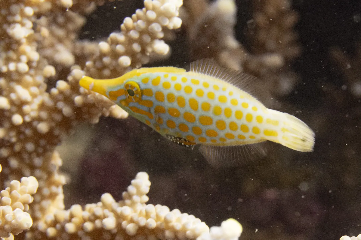 Miniatura: Oxymonacanthus (Oxymonacanthus longirostris)