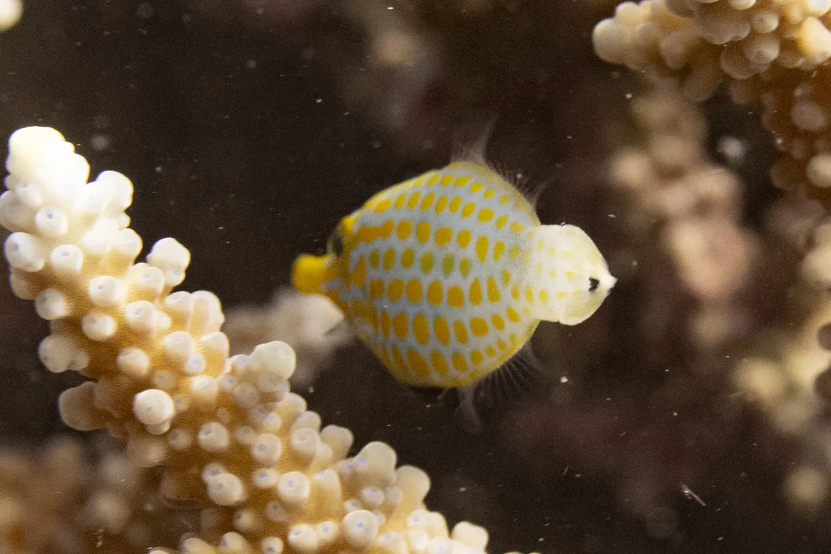Miniatura: Oxymonacanthus (Oxymonacanthus longirostris)
