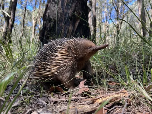 Miniatura: Echidna (Echidna nebulosa)