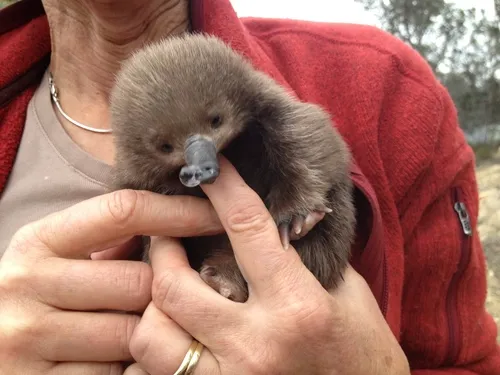 Miniatura: Echidna (Echidna nebulosa)