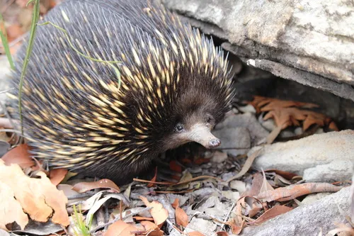 Miniatura: Echidna (Echidna nebulosa)