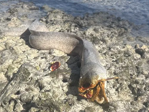 Gymnothorax (Gymnothorax spp.)
