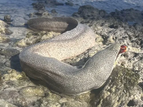 Miniatura: Gymnothorax (Gymnothorax spp.)