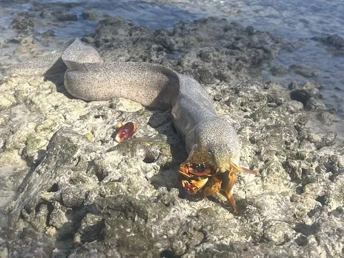 Miniatura: Gymnothorax (Gymnothorax spp.)