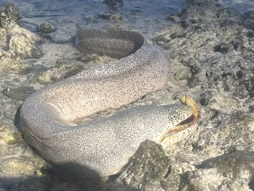 Miniatura: Gymnothorax (Gymnothorax spp.)