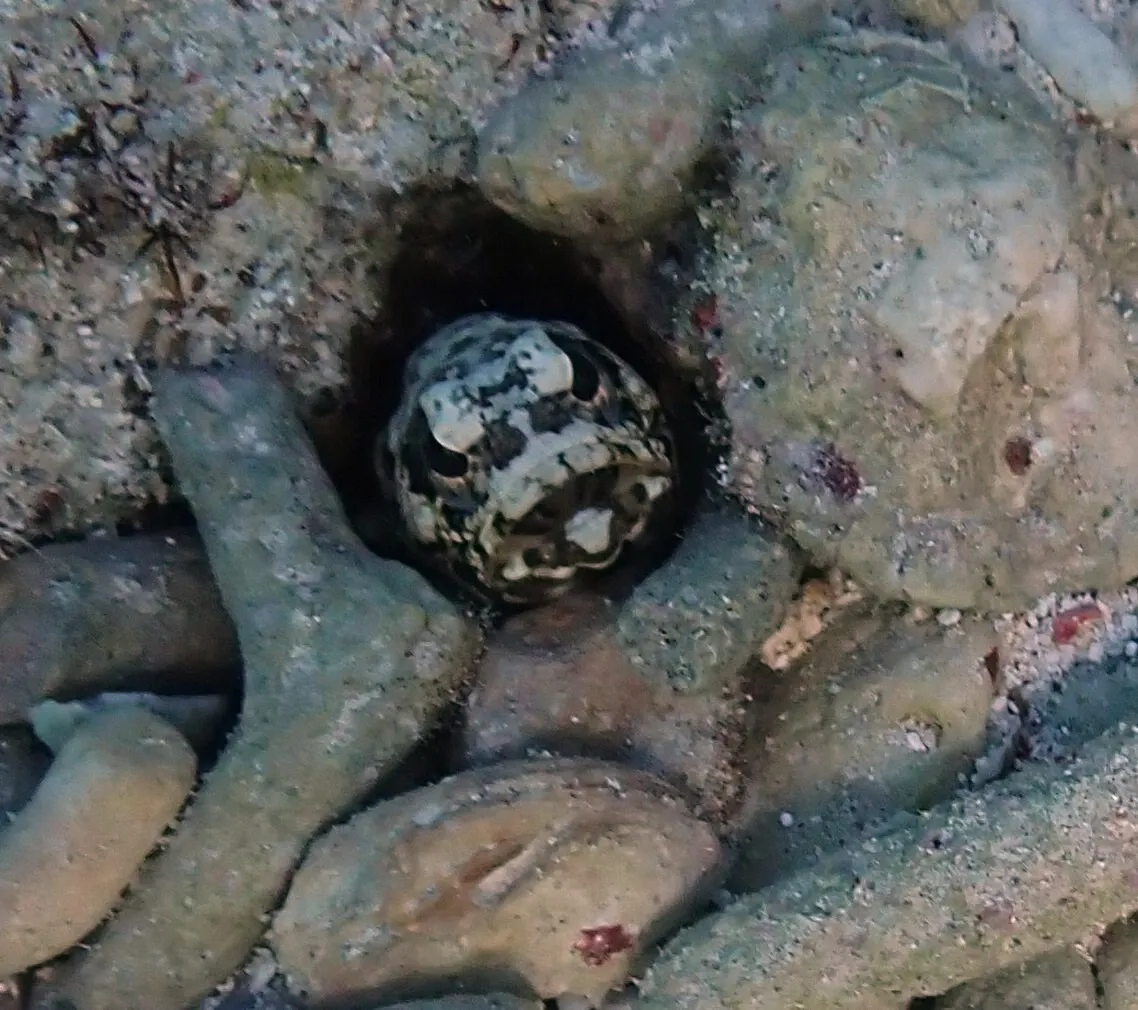Opistognatidi (Jawfish)