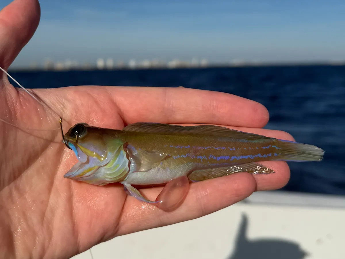 Miniatura: Opistognathus (Opistognathus spp.)