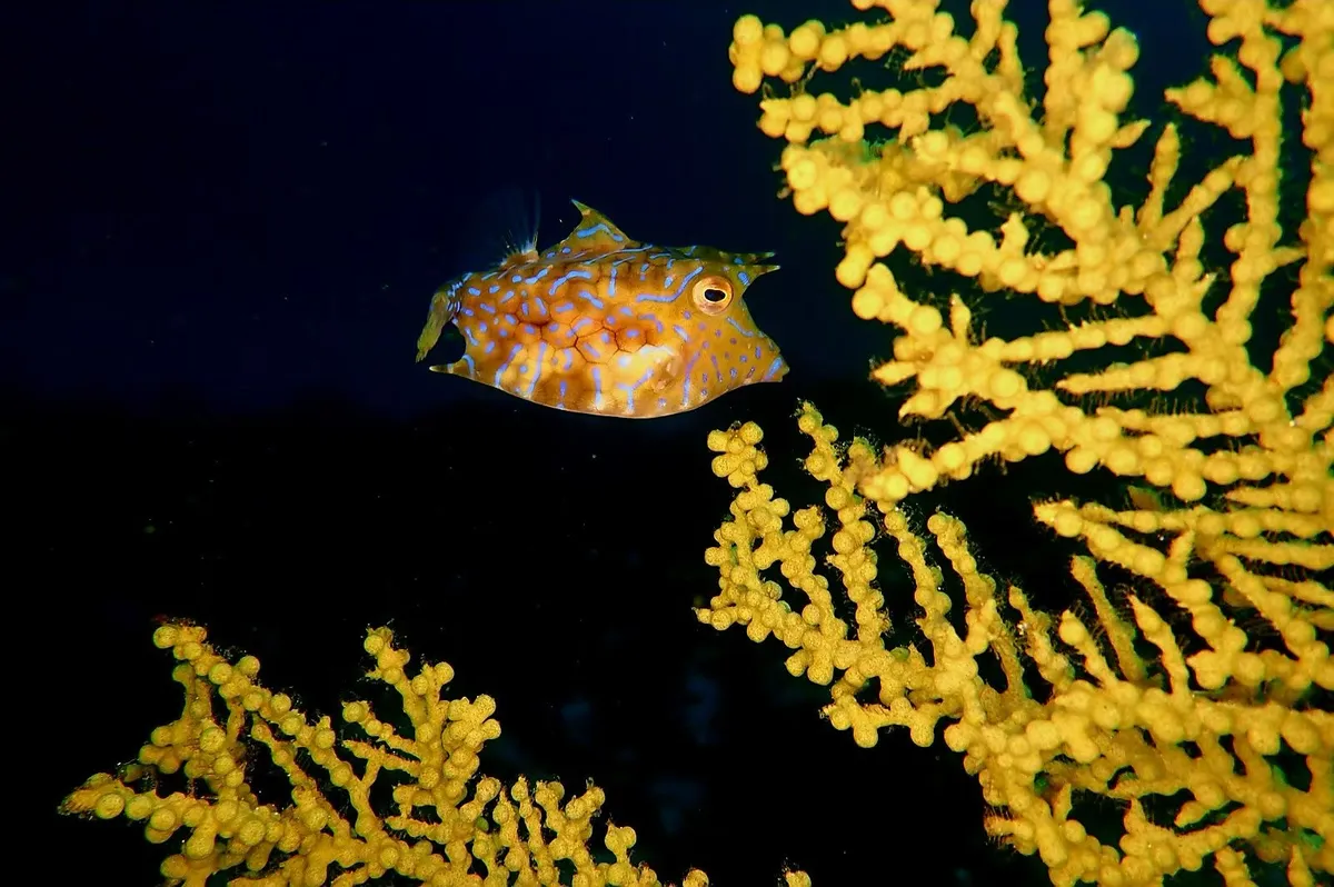 Ostracidi (Pesci scatola)