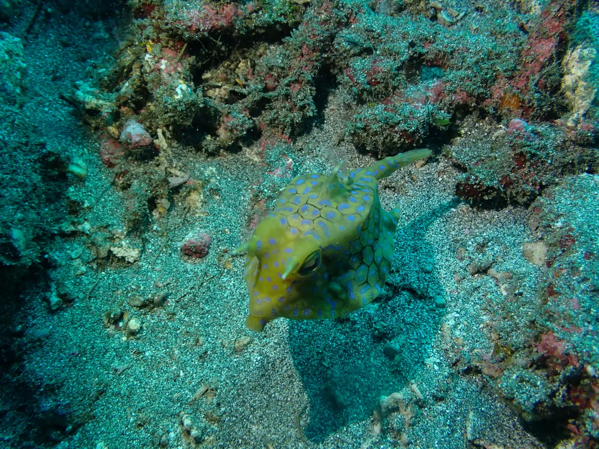 Miniatura: Lactoria (Lactoria cornuta)