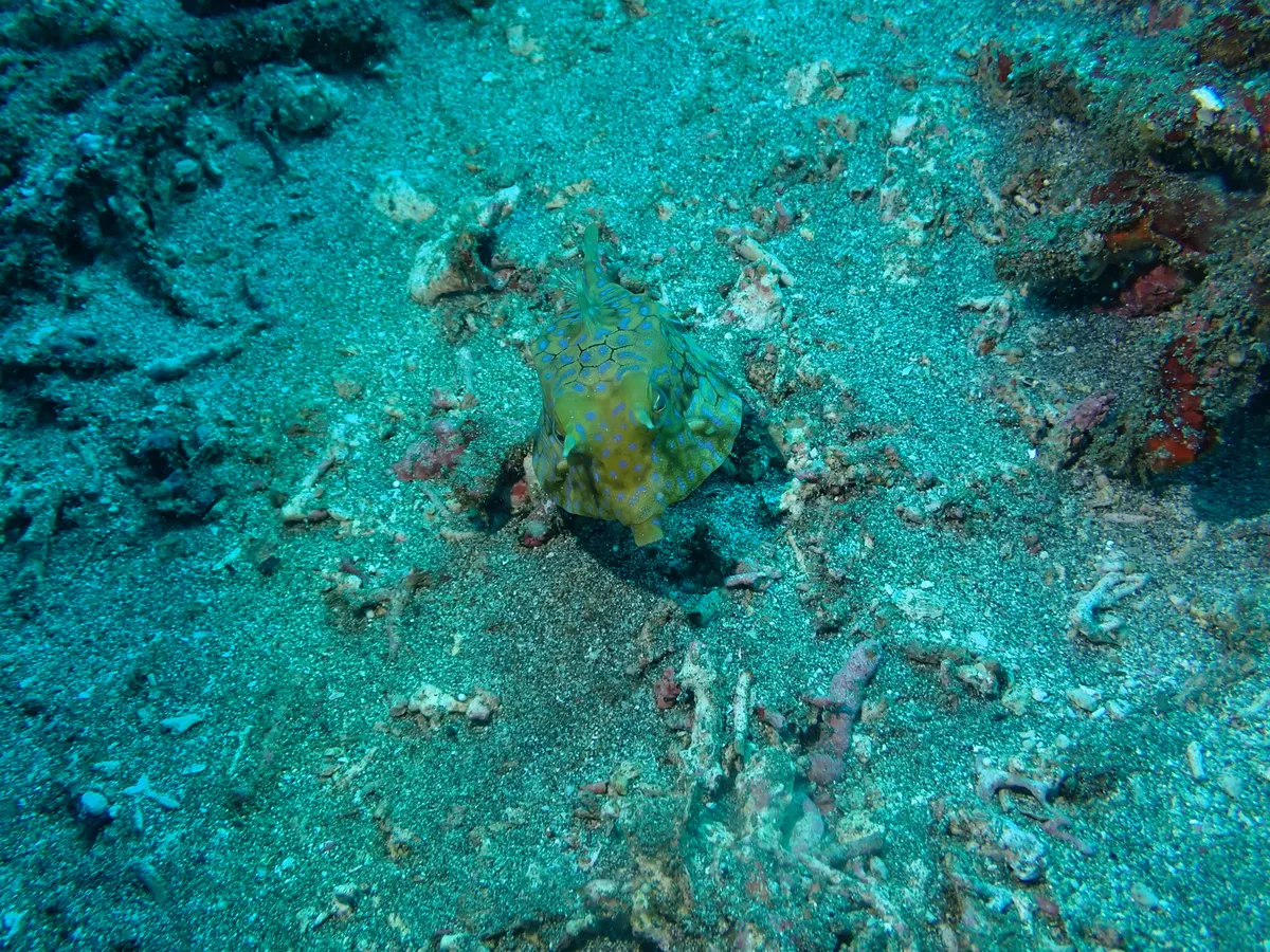 Miniatura: Lactoria (Lactoria cornuta)