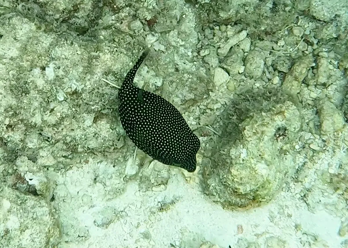 Miniatura: Ostracion (Ostracion spp.)