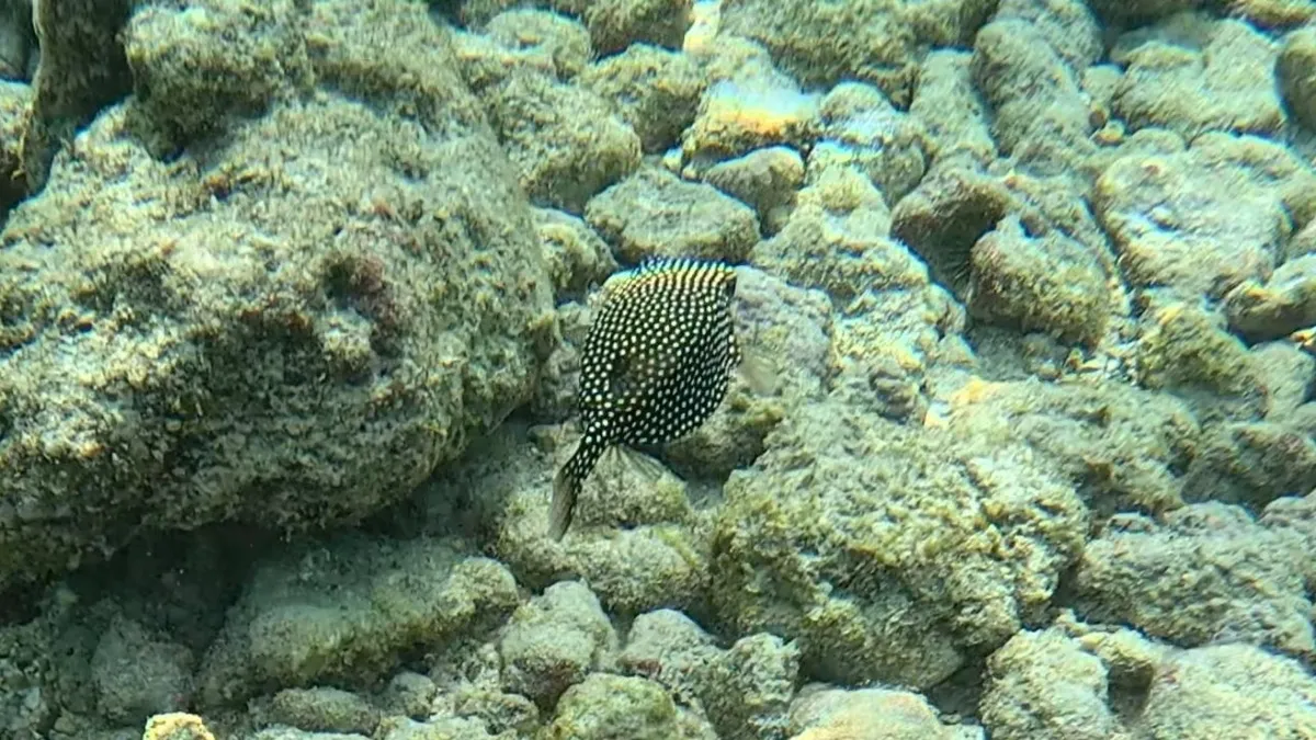 Miniatura: Ostracion (Ostracion spp.)