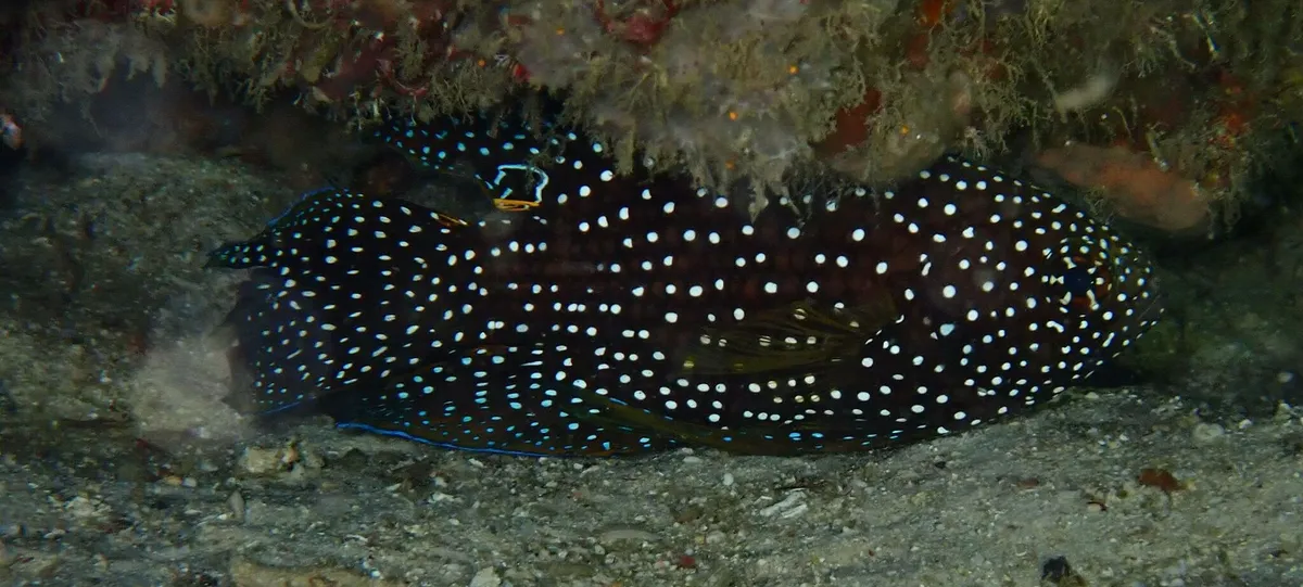Miniatura: Calloplesiops (Calloplesiops altivelis)