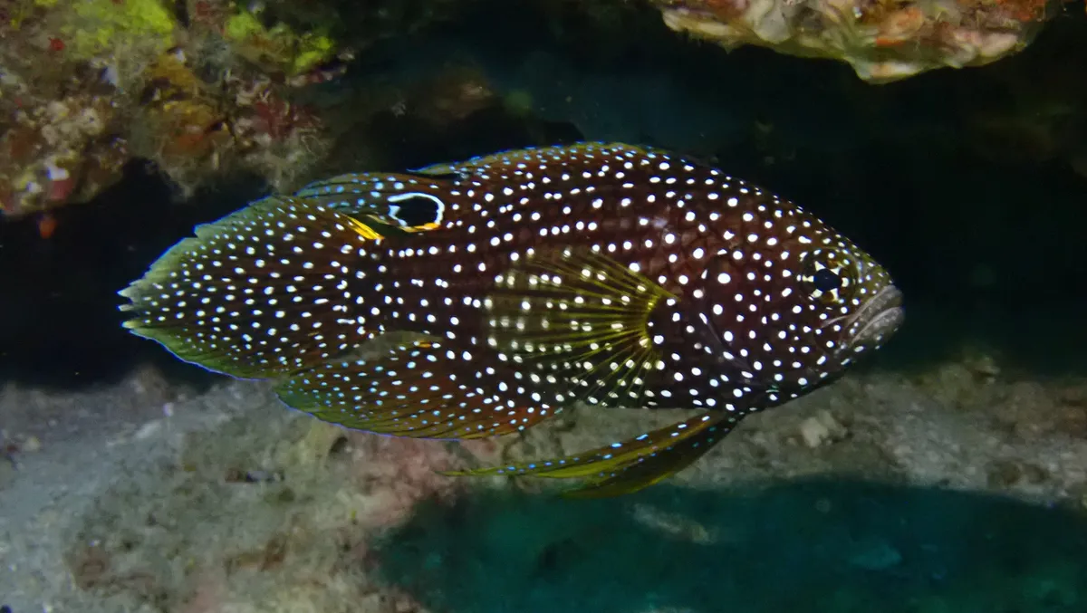 Miniatura: Calloplesiops (Calloplesiops altivelis)