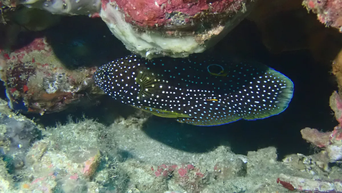 Miniatura: Calloplesiops (Calloplesiops altivelis)