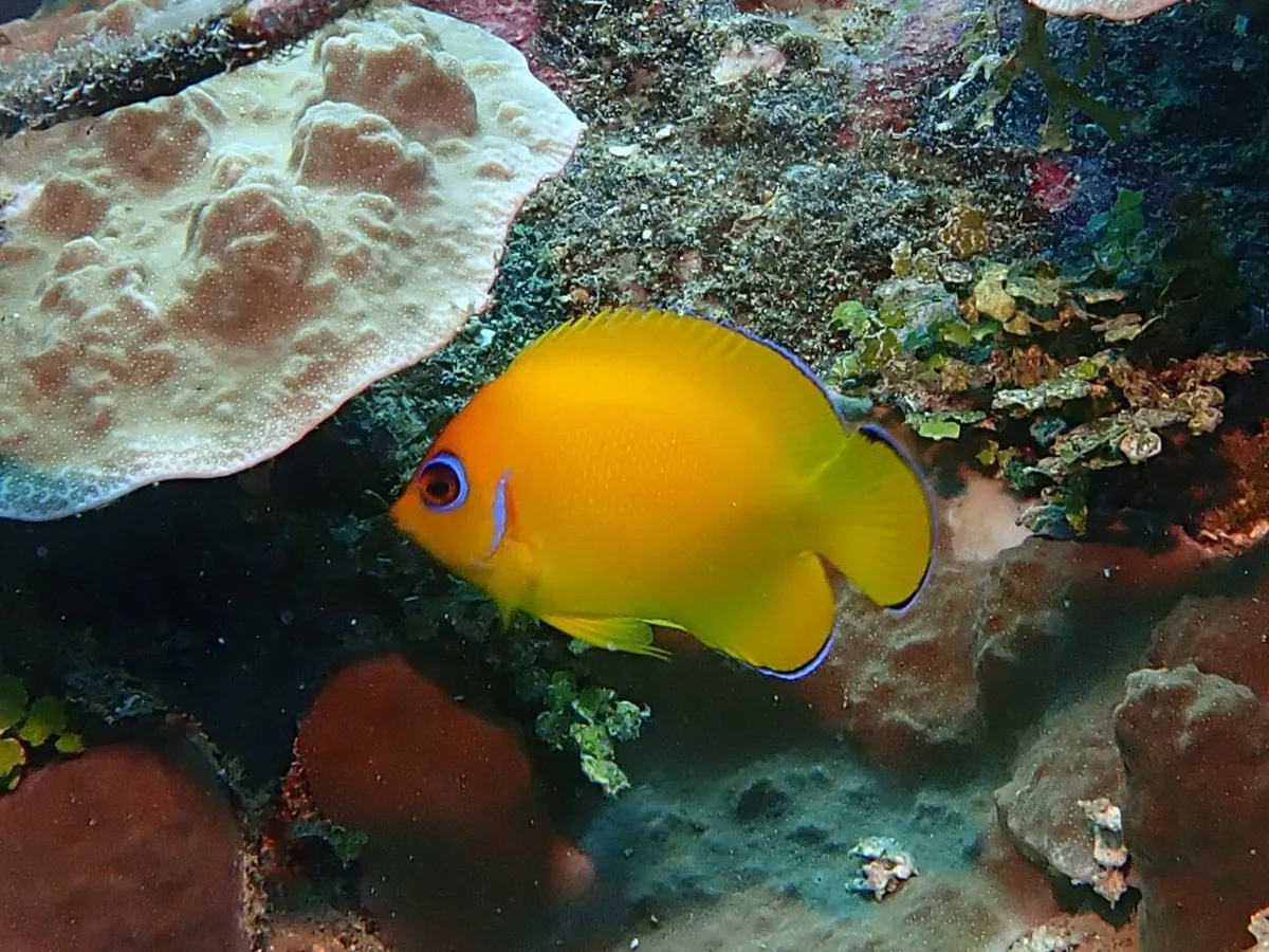 Pomacantidi (Pesci angelo)