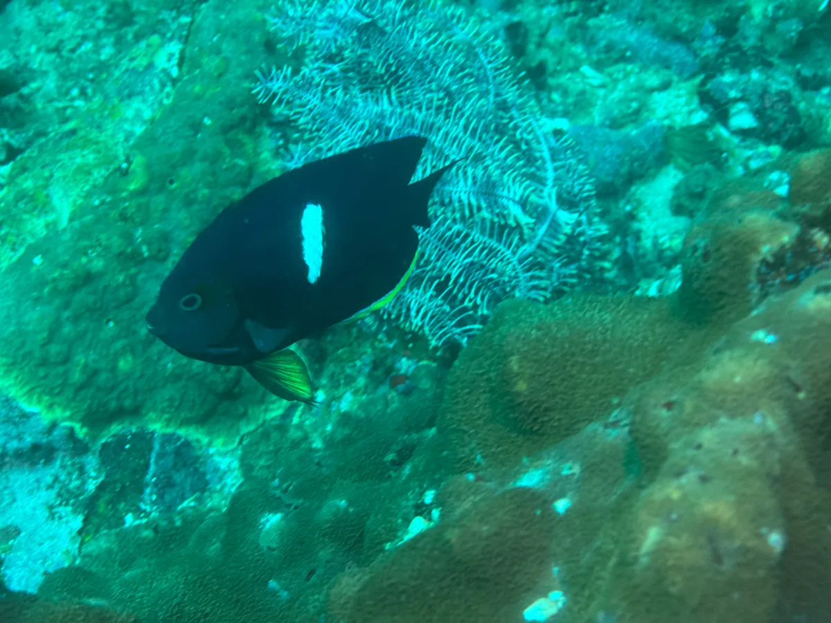 Miniatura: Centropyge (Centropyge spp.)