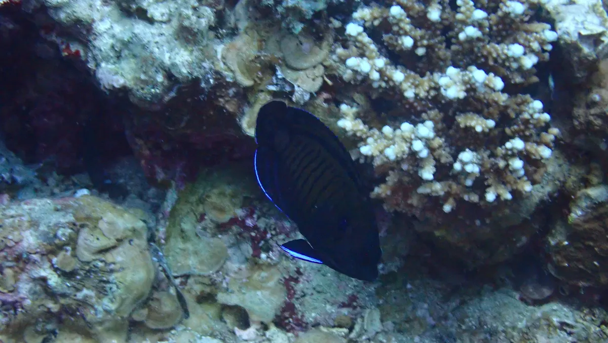 Miniatura: Centropyge (Centropyge spp.)