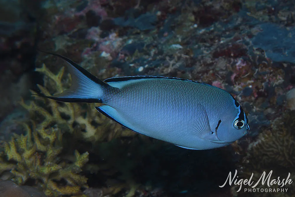 Genicanthus (Genicanthus spp.)