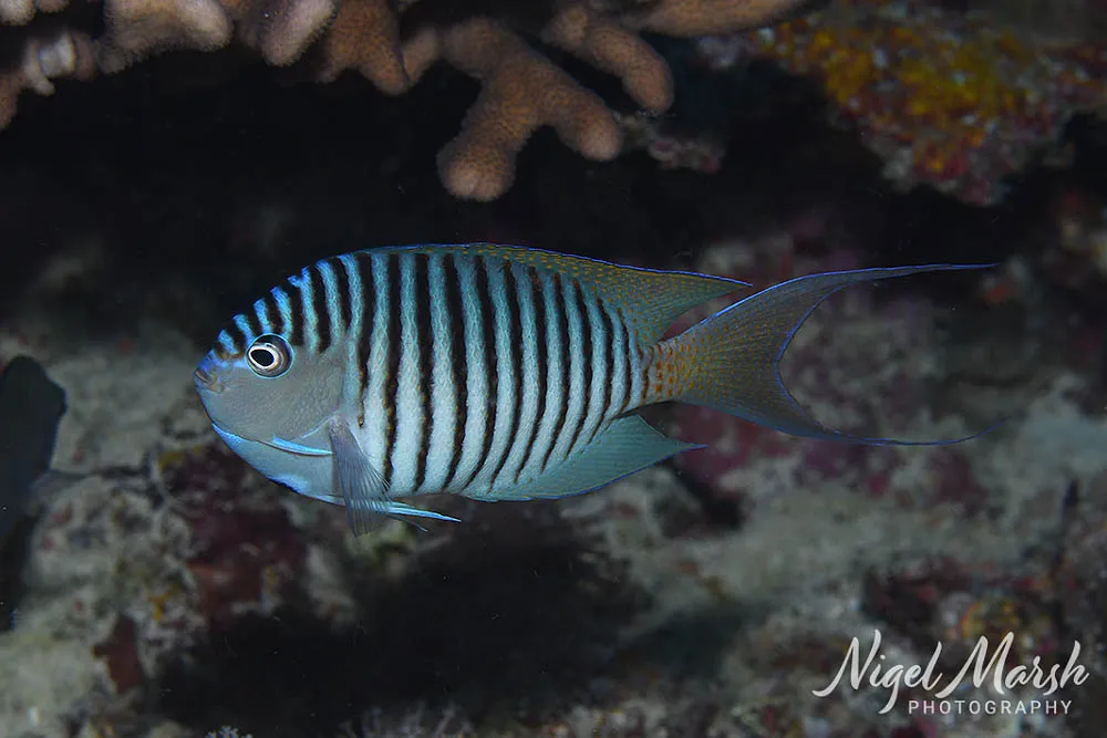 Miniatura: Genicanthus (Genicanthus spp.)