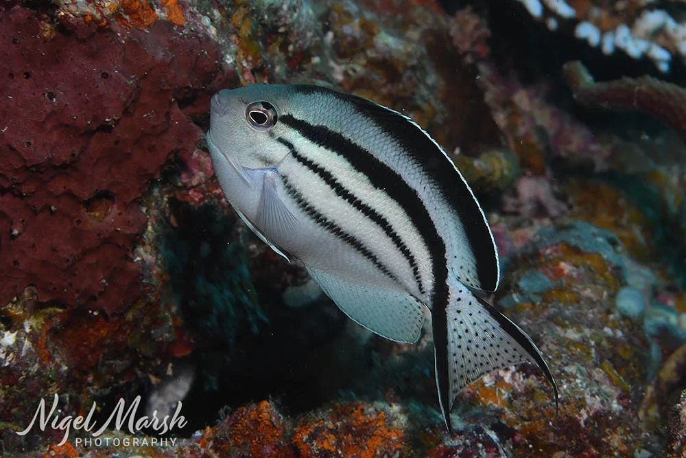 Miniatura: Genicanthus (Genicanthus spp.)