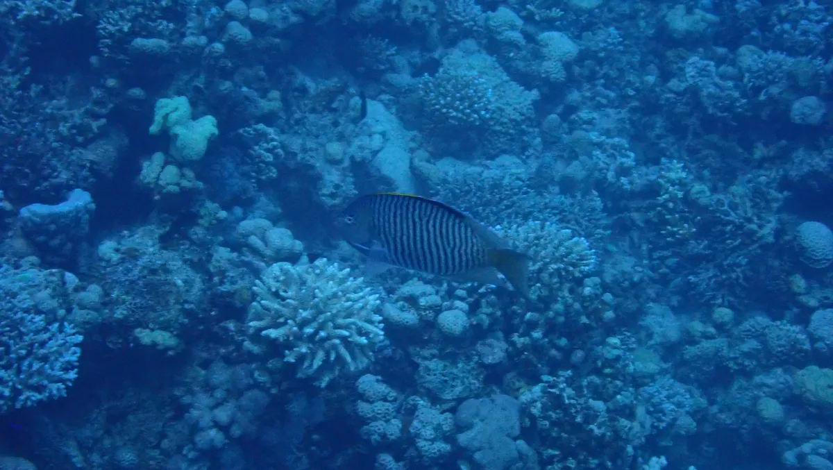 Miniatura: Genicanthus (Genicanthus spp.)