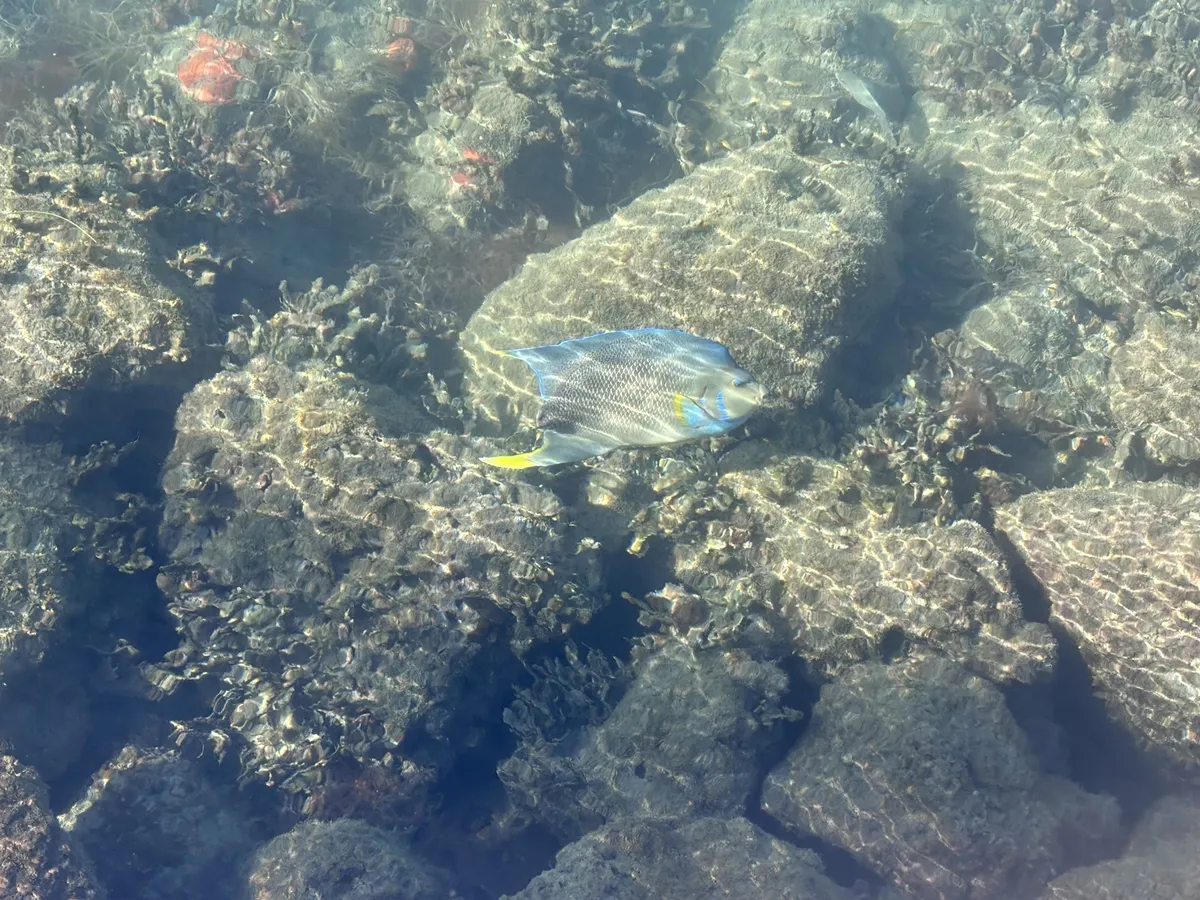 Miniatura: Holacanthus (Holacanthus spp.)