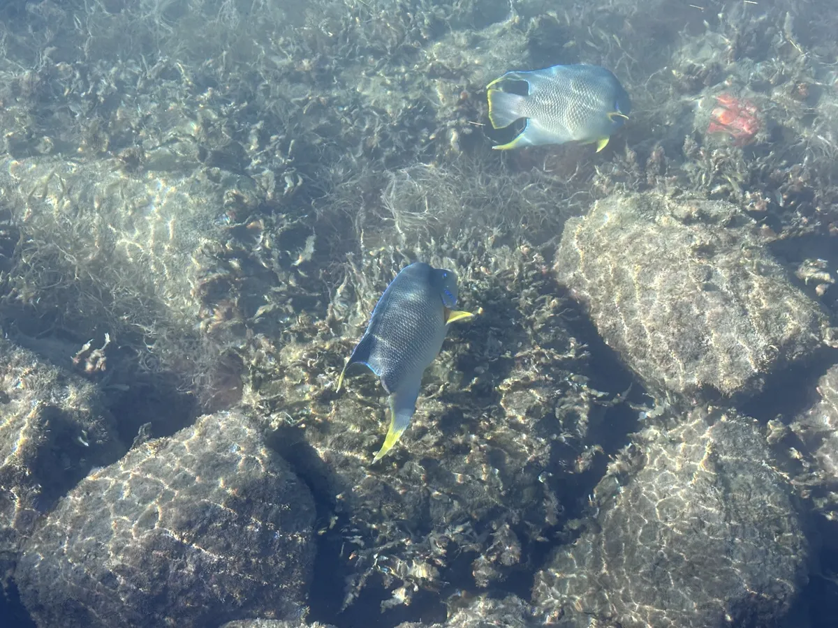 Miniatura: Holacanthus (Holacanthus spp.)