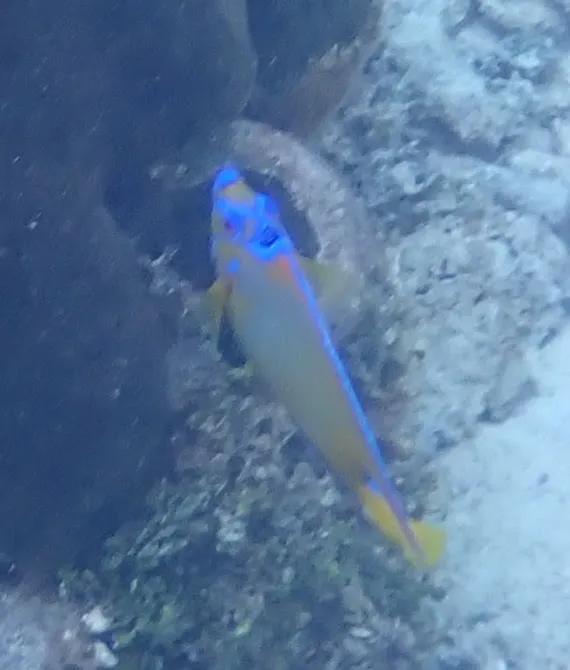 Miniatura: Holacanthus (Holacanthus spp.)