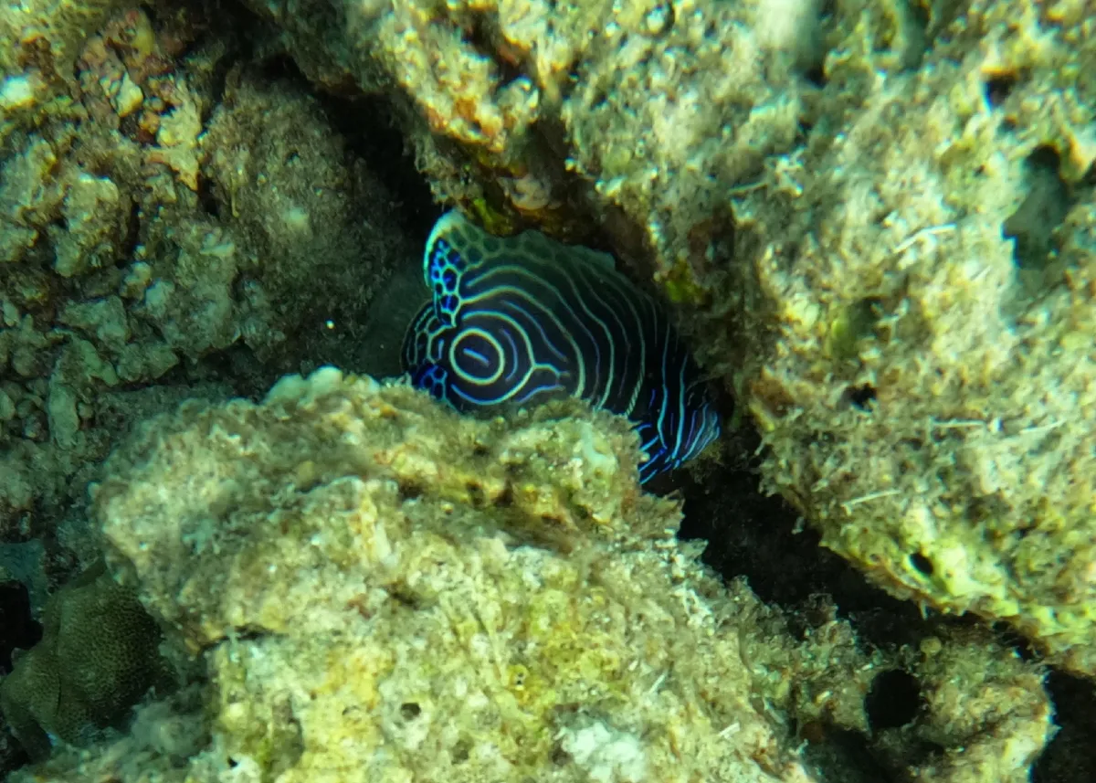 Pomacanthus (Pomacanthus spp.)