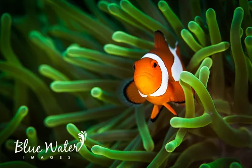 Miniatura: Amphiprion (Amphiprion spp.)