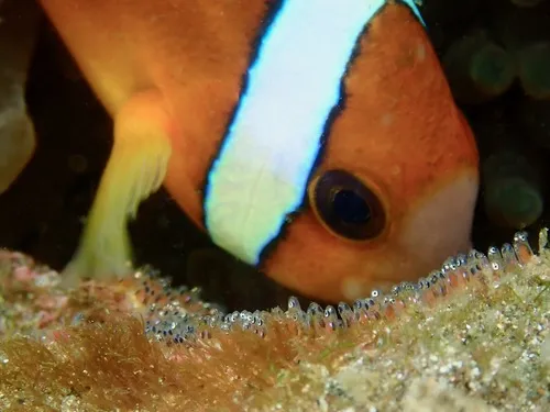 Miniatura: Amphiprion (Amphiprion spp.)