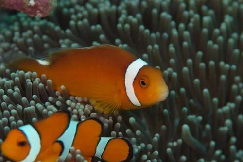 Miniatura: Amphiprion (Amphiprion spp.)