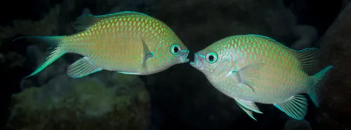 Chromis (Chromis viridis)