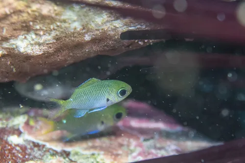 Miniatura: Chromis (Chromis viridis)