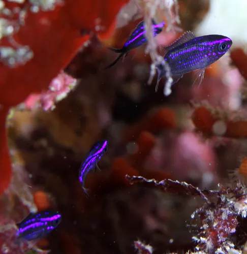 Miniatura: Chromis (Chromis viridis)
