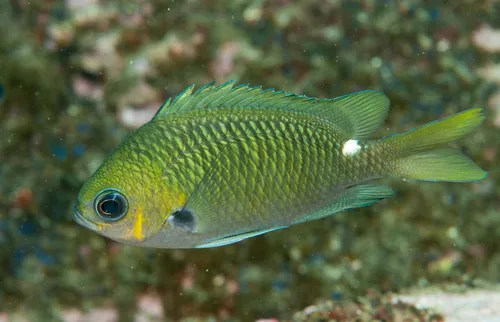 Miniatura: Chromis (Chromis viridis)