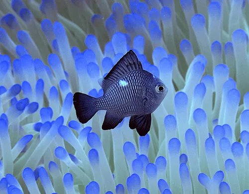 Dascyllus (Dascyllus spp.)