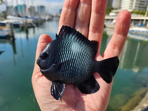 Miniatura: Dascyllus (Dascyllus spp.)