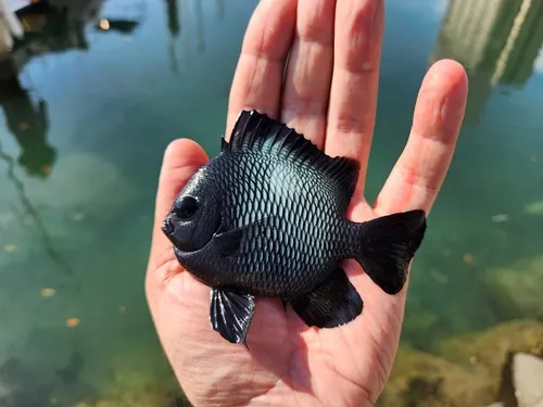 Miniatura: Dascyllus (Dascyllus spp.)