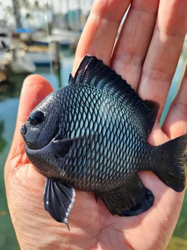 Miniatura: Dascyllus (Dascyllus spp.)