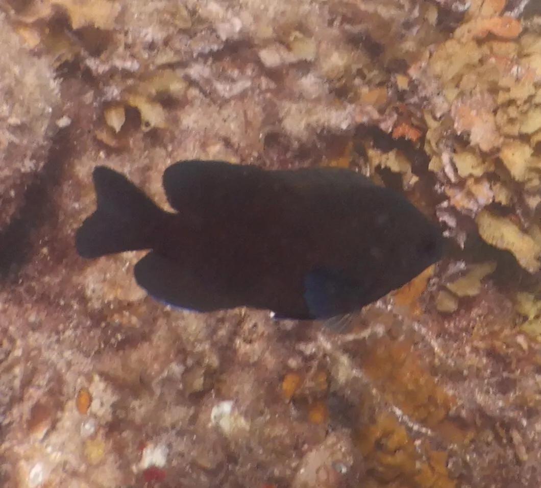 Pomacentrus (Pomacentrus spp.)