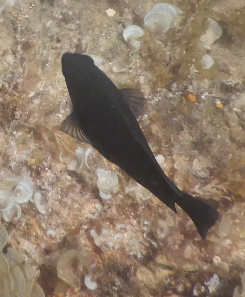 Miniatura: Pomacentrus (Pomacentrus spp.)